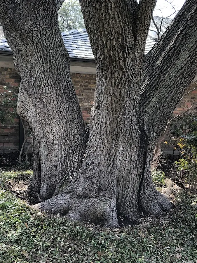 Mature heritage tree close to a Tabor City property cared for by certified arborists